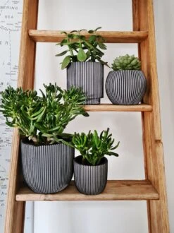 Capi Europe - Set Van 4 - Bloempot Binnen - Groove - Antraciet -Gardena Verkoopwinkel 899x1200 10