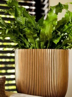 Capi Europe - Bloempot Bol Groove XL - 33x35 - Goud - Bloempot Voor Binnen - Opening ⌀28 - GVGB932 15 Capi Europe - Bloempot Bol Groove XL - 33x35 - Goud - Bloempot Voor Binnen - Opening ⌀28 - GVGB932 -Gardena Verkoopwinkel 900x1200 20