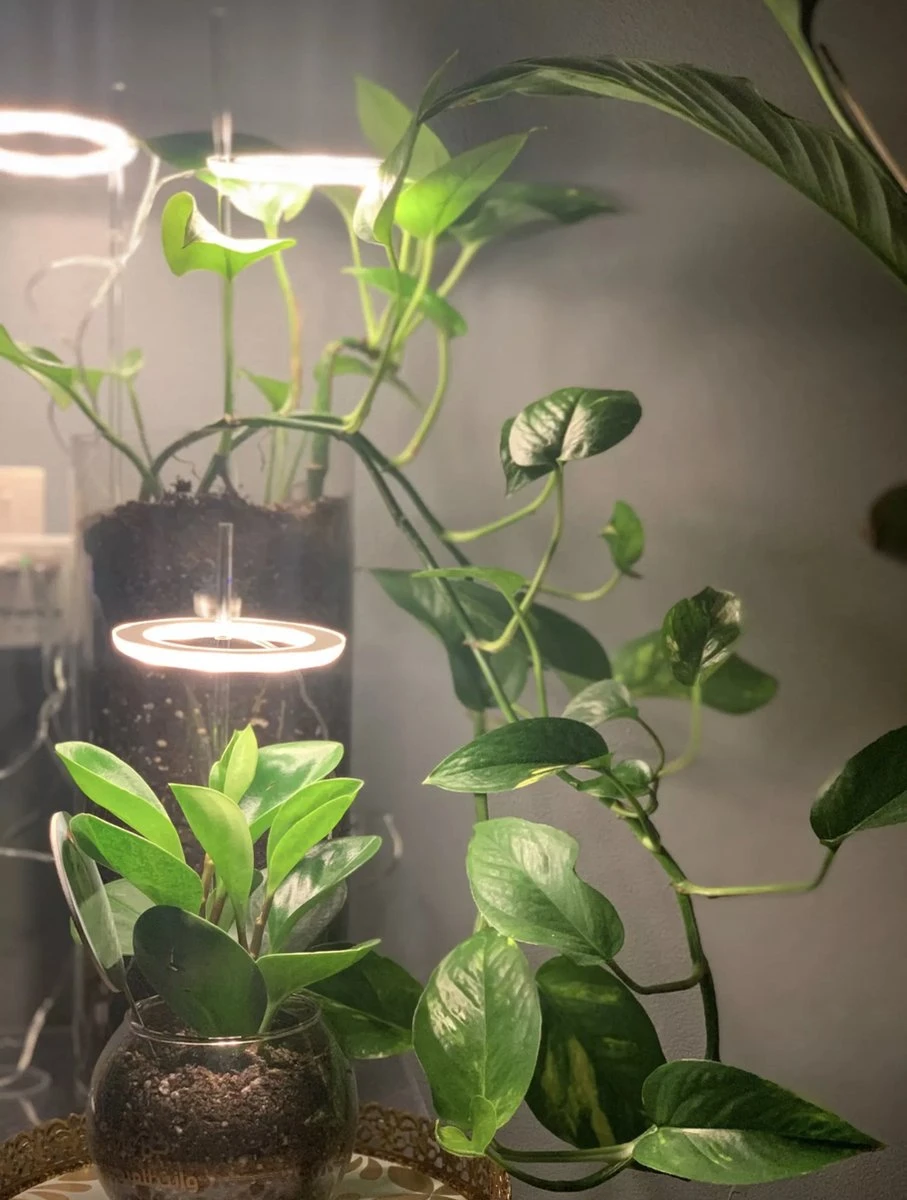 A Sunny Day Kweeklamp LED Ring Wit Licht - 3 Ringen - Groeilamp Voor Planten - Zonlicht Lamp - Grow Light 9 A Sunny Day Kweeklamp LED Ring Wit Licht - 3 Ringen - Groeilamp Voor Planten - Zonlicht Lamp - Grow Light - Afbeelding 7