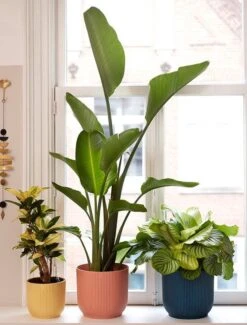 Elho Vibes Fold Rond Wielen 35 - Bloempot Voor Binnen - Ø 34.9 X H 32.4 Cm - Delicaat Roze -Gardena Verkoopwinkel 911x1200 1