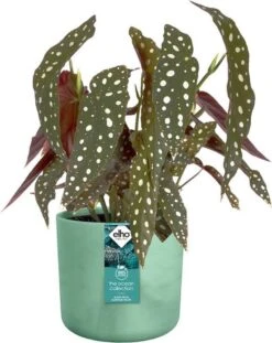 Elho The Ocean Collection Round 22cm - Bloempot Voor Binnen - 100% Gerecycled Materiaal - Gemaakt Met Zeeafval - Ø 22.3 X H 20.4 Cm - Pacifisch Groen -Gardena Verkoopwinkel 952x1200