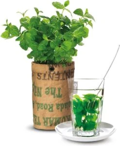 Biologische Kweekset Theekruiden Munt -Gardena Verkoopwinkel 991x1200